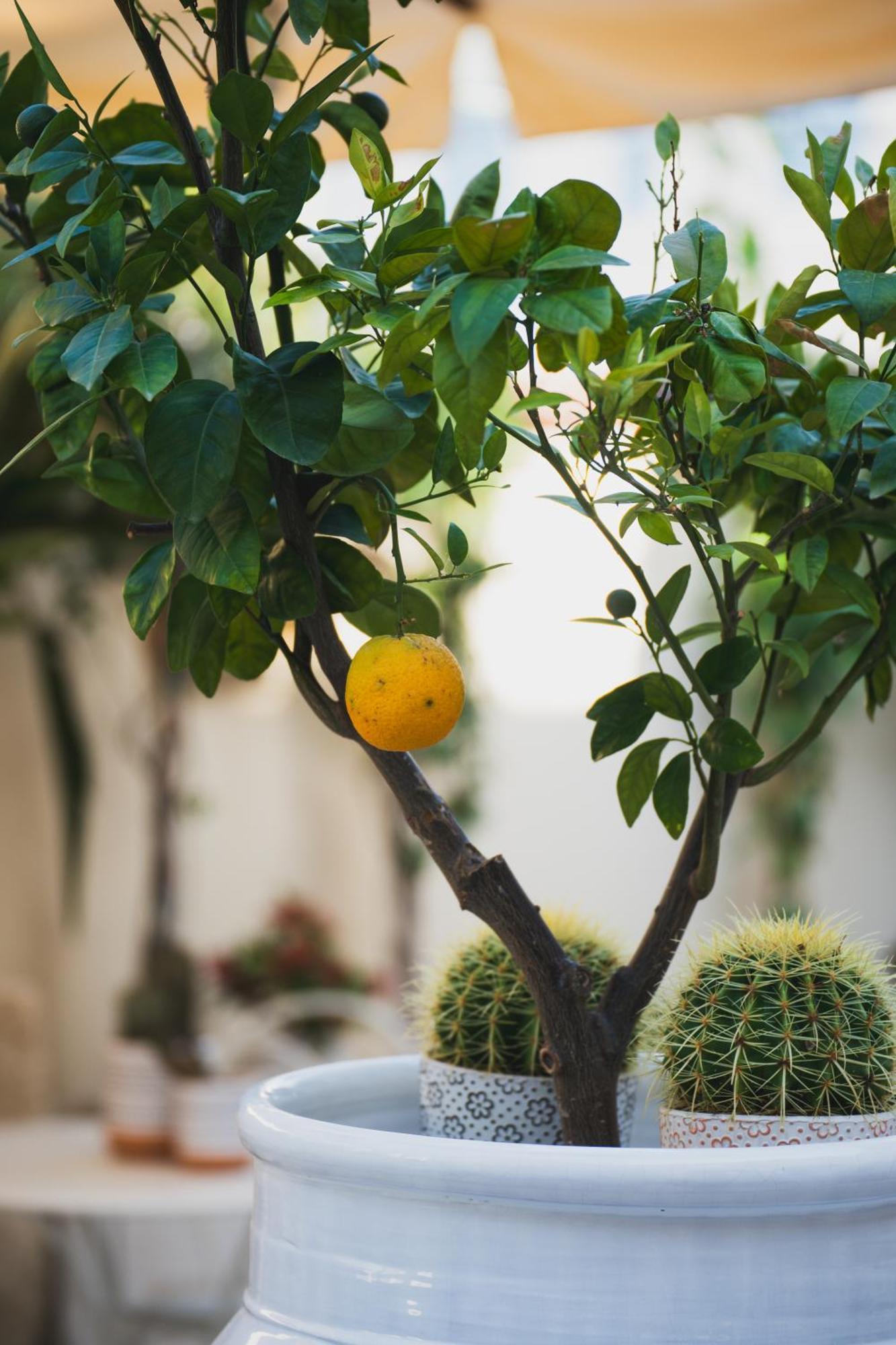 Riad Comfort Rooms San Vito Lo Capo Exterior foto